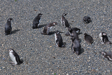 Penguins on the island in Beagle channel close Ushuaia city, Tierra del Fuego, Argentina