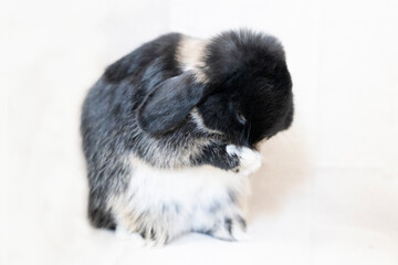 顔を洗ううさぎ