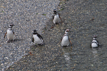 Obraz premium Penguins on the island in Beagle channel close Ushuaia city, Tierra del Fuego, Argentina