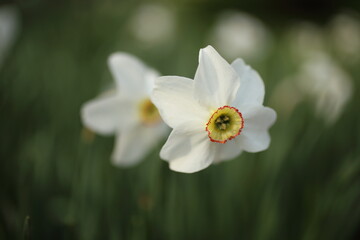 White narcissuses blooming in spring garden, green background