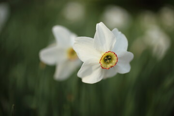 Naklejka na ściany i meble White narcissuses blooming in spring garden, green background