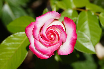 Beautiful white and fuchsia rose