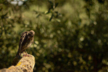 starling bird cleaning his feathers