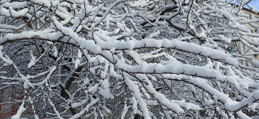 snowy trees in winter - close-up