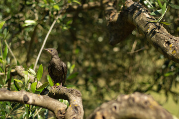 sturnus vulgaris