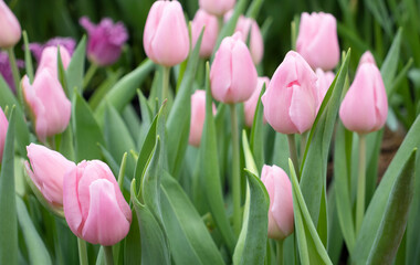 pink flowers tulips close up