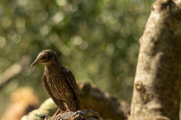 european starling sturnus