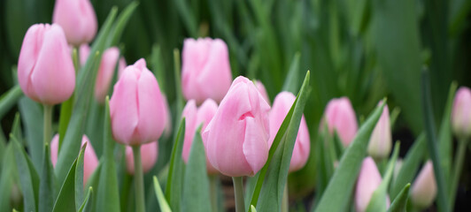 pink flowers tulips close up