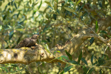 starling bird on olive tree