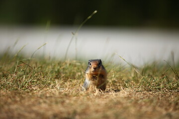 草の間からこちらをジッと見つめる「地栗鼠（ジリス）」