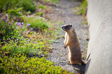 立ちながら遠くを眺める「地栗鼠（ジリス）」
