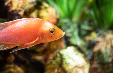 orange fish in the aquarium