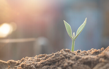 Growing plant,Young plant in the morning light on ground background, New life concept.Small plants on the ground in spring.fresh,seed,Photo fresh and Agriculture concept idea.