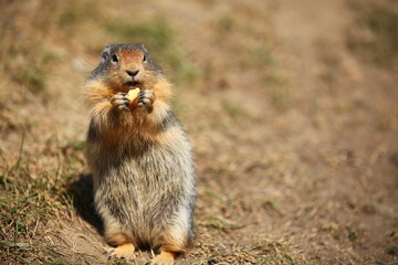 地面に掘った穴の中で生活する「地栗鼠（ジリス）」大好物のナッツを食事中