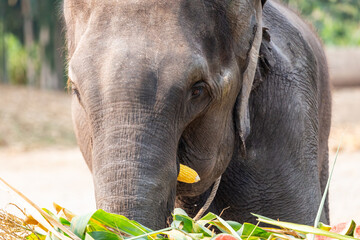 Elephant head The elephant eat corn.