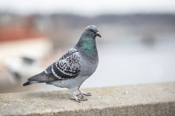 A pigeon stands on the rim of a building in the urban environment