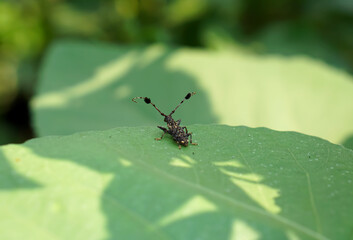 The black beetle or insect black perches on the leaf.