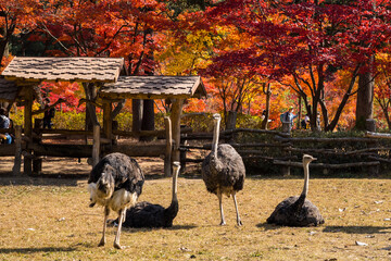 Group of ostrich at the grass field with red maple autumn tree in Nami Island,South korea