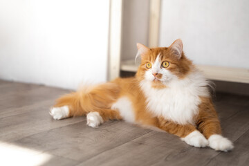 A large fluffy red cat lies beautifully on the floor in the interior of a modern apartment and looks attentively with large yellow eyes