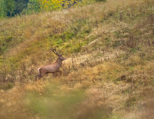 Cervus elaphus, red deer in the environment
