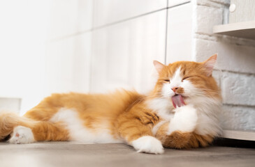 Fototapeta na wymiar A big fluffy red cat lies beautifully on the floor in the interior of a modern apartment and licks its paw with its tongue
