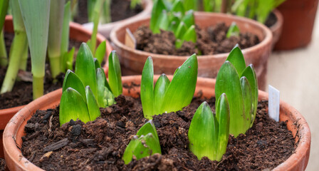 seedling of tulips in early spring