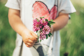 The hands of a child. Clover flowers.A bouquet.