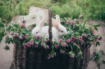 Basket with pink clover flowers. white rabbits in a basket with clover. Baby rabbits. Basket with rabbits. Rabbits in flowers. 