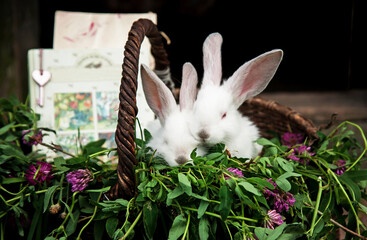 white rabbits in a basket with clover. Baby rabbits. Basket with rabbits. Rabbits in flowers. Basket with pink clover flowers