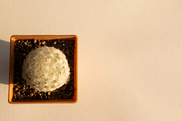 Beautiful cactus isolated on white background with copyspace.