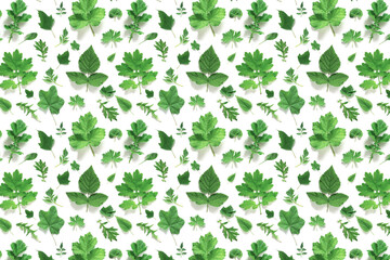 Pattern of various natural green leaves on a white background, as a backdrop or texture. Spring, summer wallpaper for your design. Top view Flat lay
