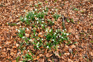 Snowflake, early spring flower in the Autal, Bad Ueberkingen, Germany