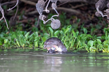 Ein Riesenfischotter verzehrt im Wasser am Ufer einen Fisch