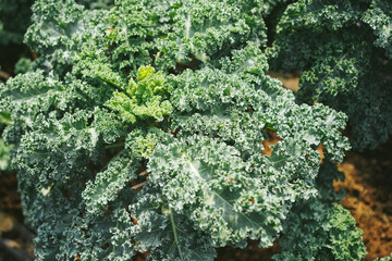 Green curly kale leaves 