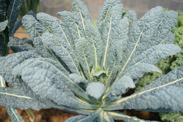 Lacinato kale or Italian kale or dinosaur kale 