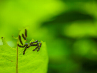 Green Caterpillar on a Leaf