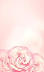 Fototapeta na wymiar Romantic blurred vertical background with pink roses