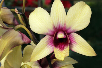 Yellow orchid. Dendrobium close up. Dendrobium " banana chocolate ". macro orchid background. beautiful orchid 