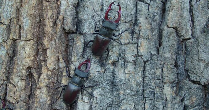 Males of the stag beetle (Lucanus cervus) fighting on a tree