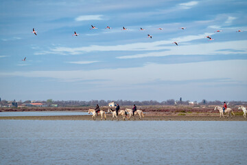 Flamingos flying above horseback riders in the Camargue near Saintes Maries de la Mer