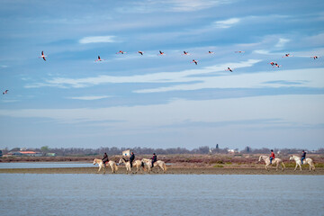 Flamingos flying above horseback riders in the Camargue near Saintes Maries de la Mer