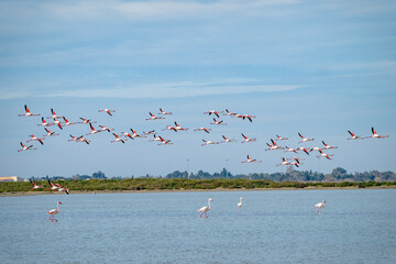 Large flock of Flamingos flying together above water