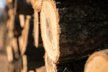 Logging in the winter. Logs are lined up.