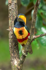 Fiery-billed Aracari - Pteroglossus frantzii is a toucan, a near-passerine bird. It breeds only on the Pacific slopes of southern Costa Rica and western Panama