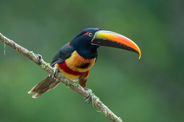 Fiery-billed Aracari - Pteroglossus frantzii is a toucan, a near-passerine bird. It breeds only on the Pacific slopes of southern Costa Rica and western Panama