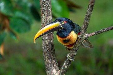 Fiery-billed Aracari - Pteroglossus frantzii is a toucan, a near-passerine bird. It breeds only on the Pacific slopes of southern Costa Rica and western Panama