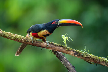 Fiery-billed Aracari - Pteroglossus frantzii is a toucan, a near-passerine bird. It breeds only on the Pacific slopes of southern Costa Rica and western Panama