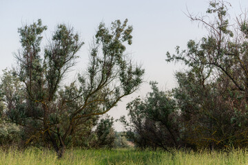 Obraz premium Loch silvery grove. Silverberry or Elaeagnus commutata bushes