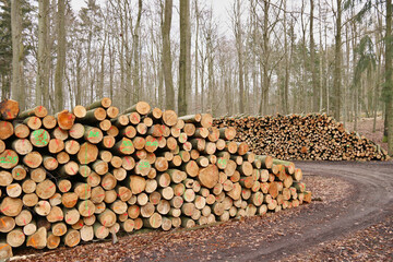 Fototapeta premium Holzpolter mit Kurzholz am Waldweg