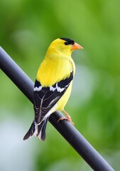 close up of a beautiful yellow male american goldfinch perched on a pole in spring in broomfield, colorado